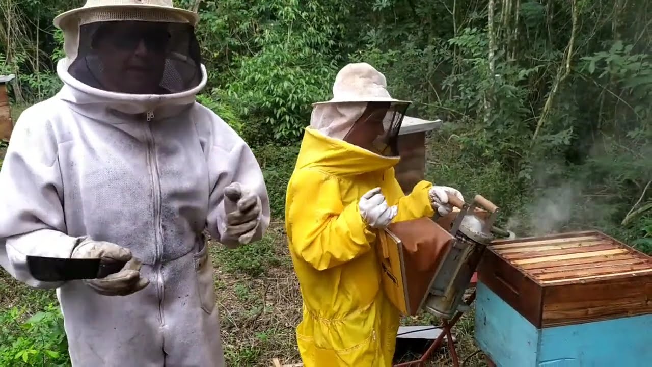 Método de recuo, na formação de novas rainhas, de abelhas apis africanizadas.