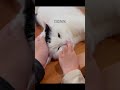 なでるのやめたら...