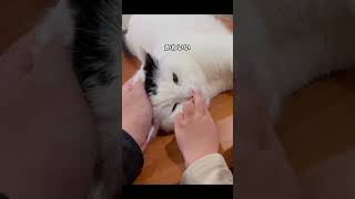 なでるのやめたら...