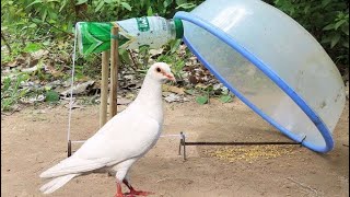 DIY Bird Trap- Easy Method Pigeon Trap Using Plastic Tools And Woods | @MsBirdTraps |