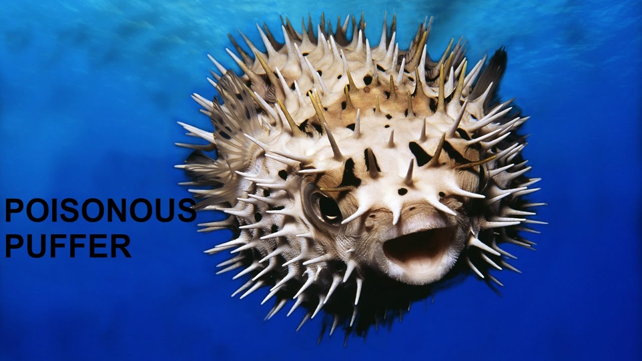 Puffer fish attacks and self defense videos !!! must watch it !! YouTube