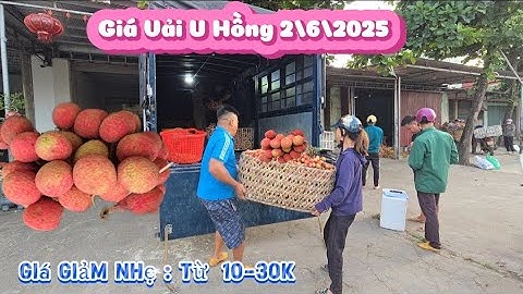 GIÁ VẢI U HỒNG LỤC NGẠN GIẢM NHẸ CÁC CHỦ CÂN PHẢI TĂNG BO NHIỀU I NÚI ĐỒI LỤC NGẠN