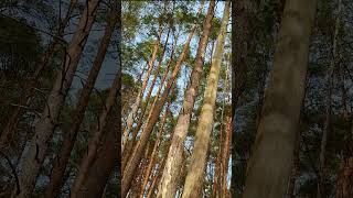 From Golden Pine Roots to Towering Treetops Hidden Beauty | Karmazinai Trail  #nature #spring #asmr