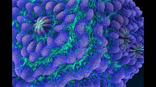 Keruvium - Wakebringer