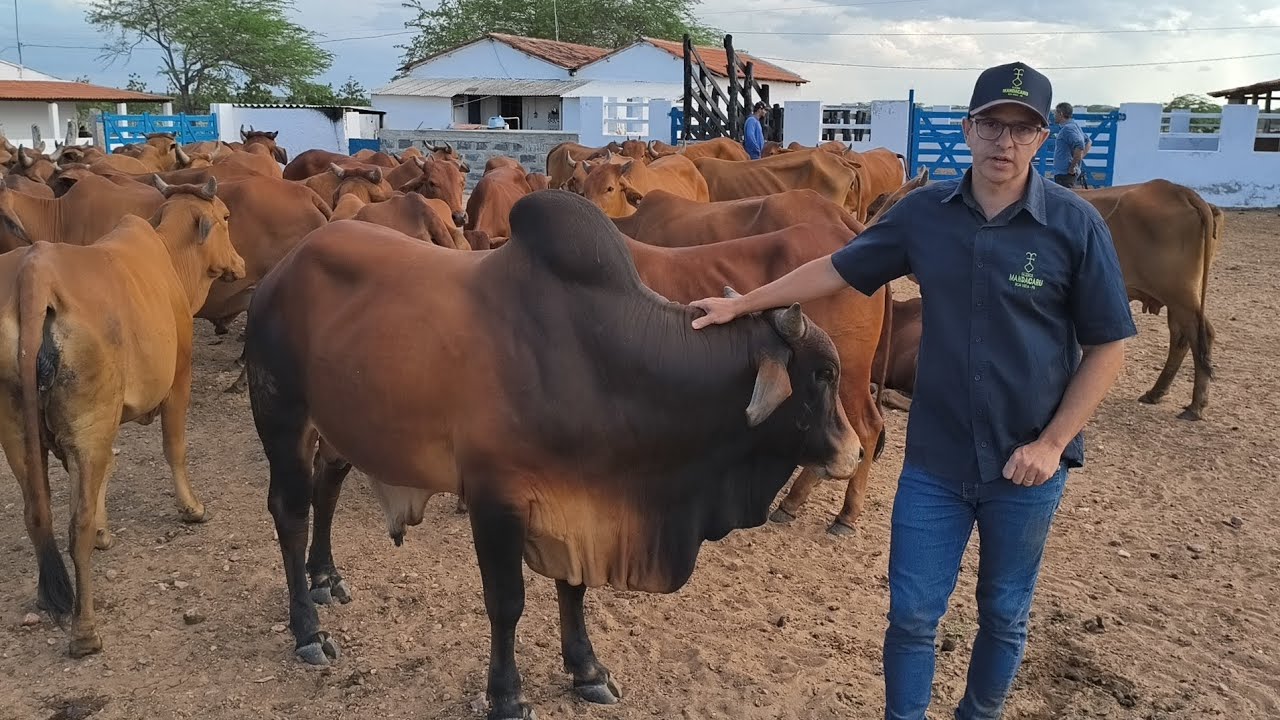 FUI CONHECER ISAÍAS PROPRIETÁRIO DA FAZENDA MANDACARU UMA GRANDE CRIADO DE GADO SINDI NO CARIRI !!!!