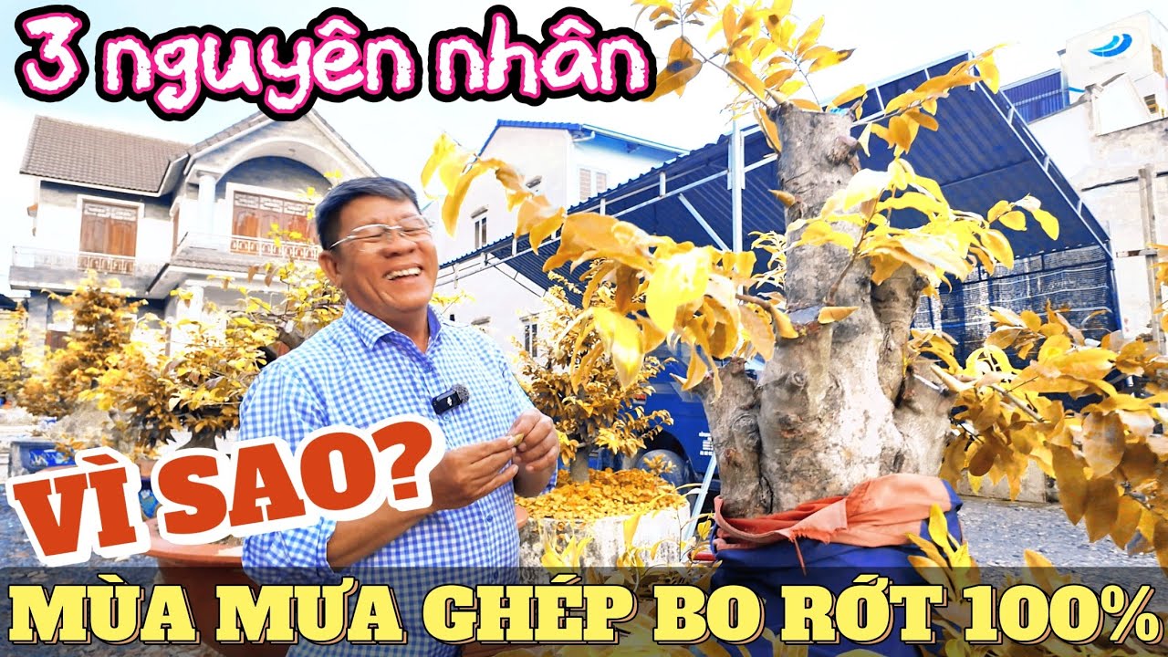 3 nguyên nhân mùa mưa ghép bo rớt liên tục Út Đực chia sẻ kinh nghiệm hay ghép mắt ngủ bao đậu 100%