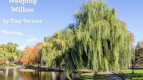 Weeping Willow | by Tiny Terrors | Official Music Video