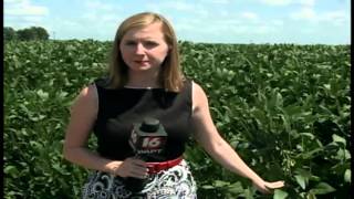 Kudzu Bug Problem