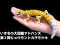 リアルすぎるレオパの可動式フィギュアが必ず当たるガチャを回してみた結果…！いきもの大図鑑アドバンスヒョウモントカゲモドキ