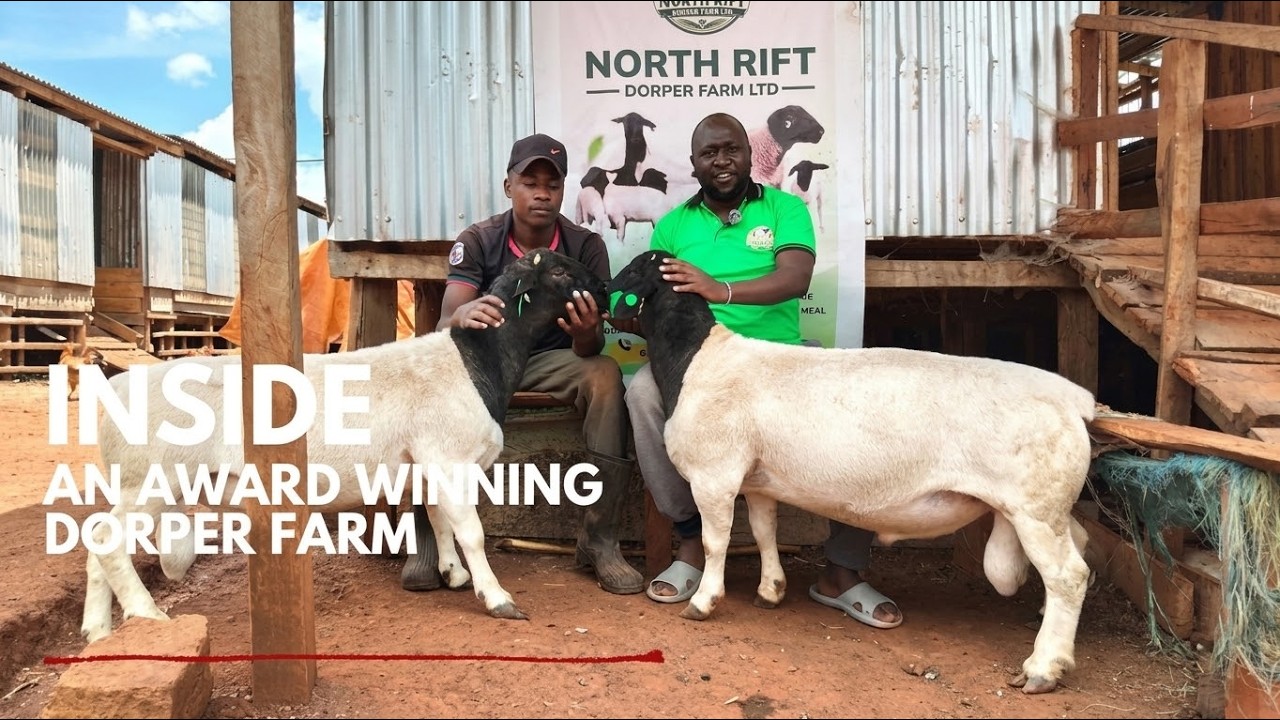 A Medical Doctor Turned Dorper Farmer: Inside One of Kenya's Finest Dorper Farms.