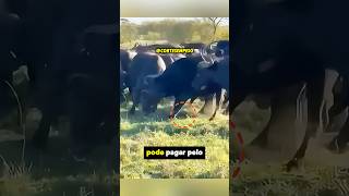 Ele tentou LAMBER um gambá selvagem e o resultado foi AGONIZANTE! 🦨😱💥 | #shorts #curiosidades