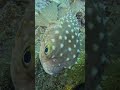 Spotbase Burrfish Unreal Close Up 🐡😳🫧