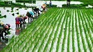 Rice Plants Growth Music | Greenful Village culture screenshot 4