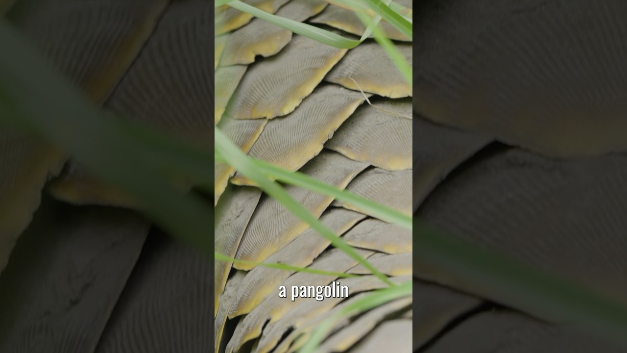 The Rarest Animal! Check out our Africa series on our channel!