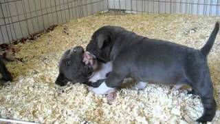 4 WEEK OLD PITBULL PUPPIES FOR SALE BLUE BULLY PITBULL BIG HEAD