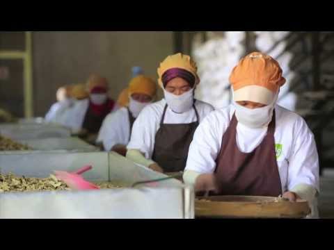 Cara Pembuatan Obat Tradisional PIL dan Cairan Obat Dalam ( Teaser ) Cara Pembuatan Obat Tradisional PIL dan Cairan Obat Dalam ( Teaser )