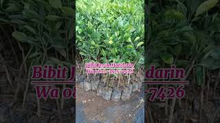 Dapatkan Bibit Jeruk Mandarin Dengan Harga Terbaik Disini