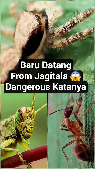 hewan aneh dari Jagitala 😱 #shorts #hewananeh #anomali #faktaunik #aneh