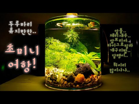 [DIY]구피, 체리새우 사는 미니어항 꾸미기 How to set a small fish tank[원스팜]