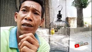 EMPAT CARA MEMPROSES LOVEBIRD BETINA SINGLE FIGHTER || KICAU MANIA.