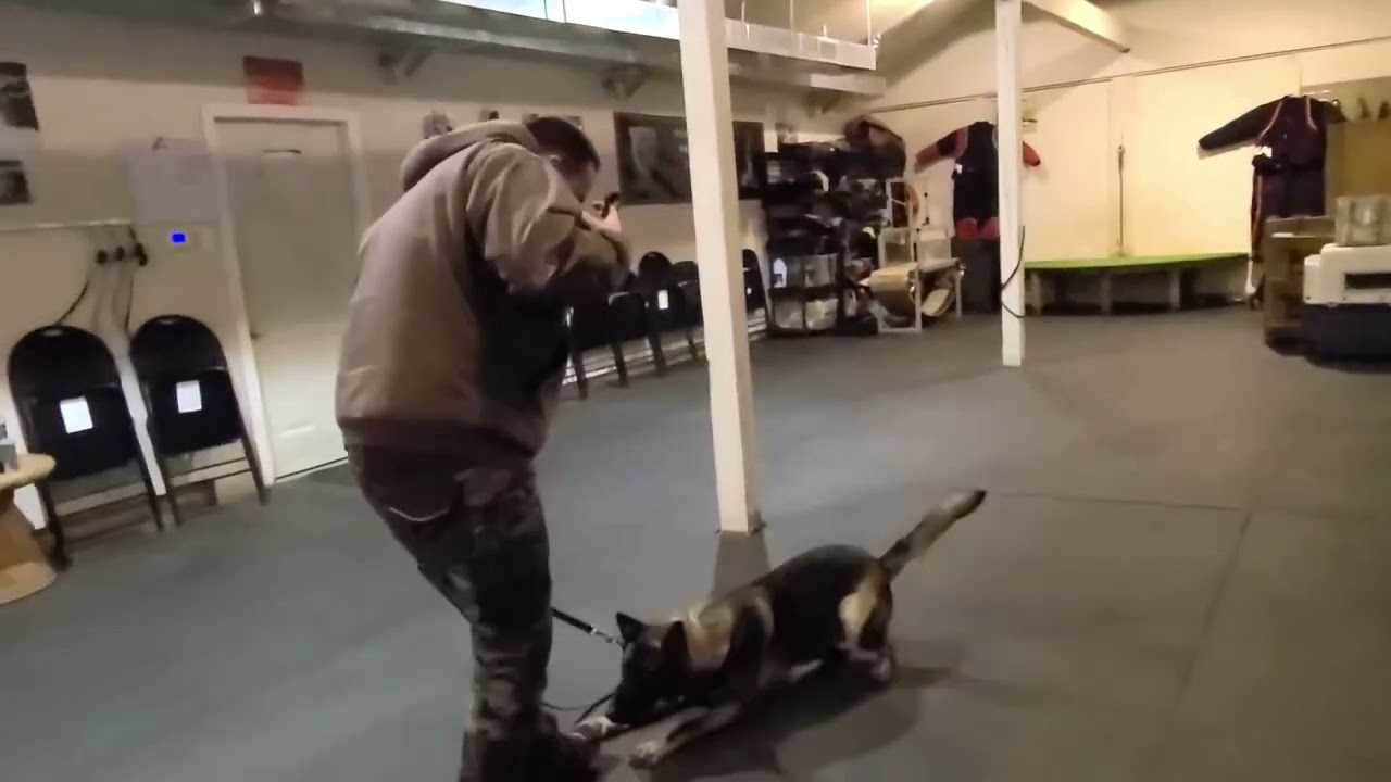 Competition OBEDIENCE TRAINING with Gage! Shield K9 Clips YouTube