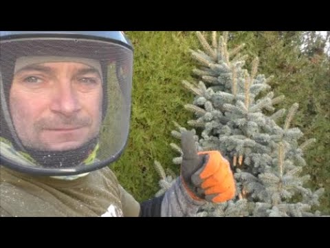 Videó: Hogyan Készítsünk Karácsonyfát Golyókból