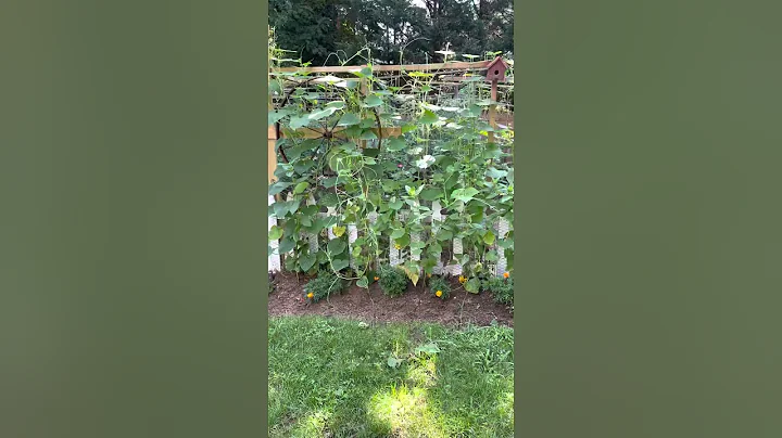 Guppies Garden