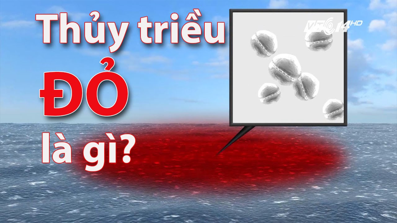 (VTC14)_Thủy triều đỏ là gì? - youtube