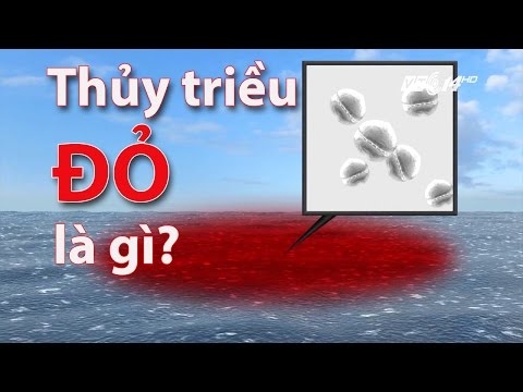 Video (VTC14)_Thủy triều đỏ là gì? - youtube