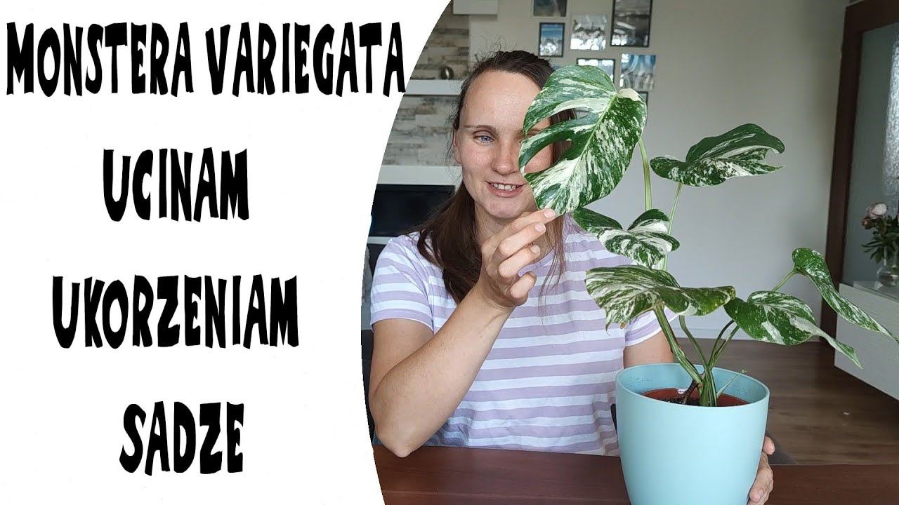 MONSTERA VARIEGATA krok po kroku PRZYCINAM UKORZENIAM PRZESADZAM