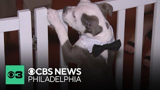 Rescue animals look for forever homes at Fur Ball in South Philadelphia