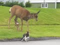 Cranbrook Deer