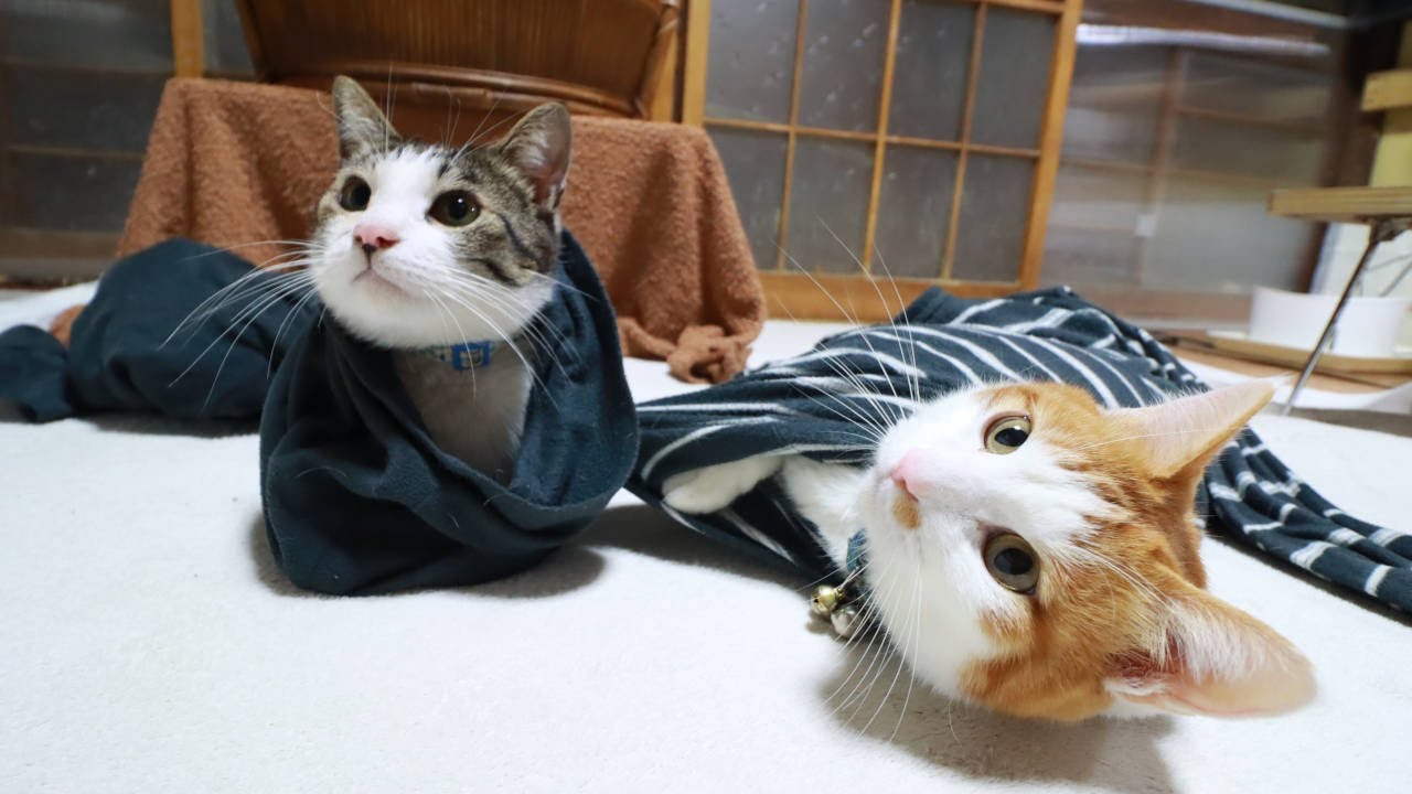 はろねこ 袖ねこちろとさばじろう 250411 - YouTube