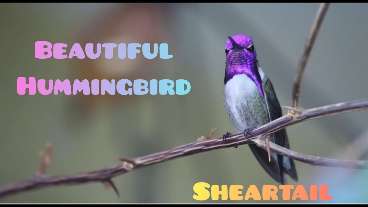 Beautiful Humming Bird ColourFul Bird in the Cosmic,Sheartail Bird,# COSMOS SPECIES 🌍💕