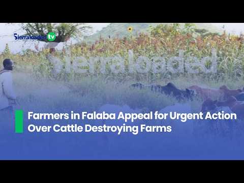 Farmers in Falaba Appeal for Urgent Action Over Cattle Destroying Farms