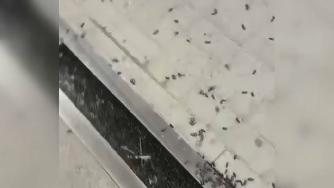 Нина Добрев порно видео Ивановодағы жалаңаш жағажай