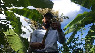 PRUNING trees in Agroforestry Systems for MAXIMUM BIOMASS production