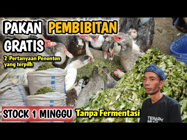 MAKIN BANYAK YANG TERNAK ENTOK GARA - GARA HAL INI,PAKAN GRATIS TETAP JADI DAGING class=