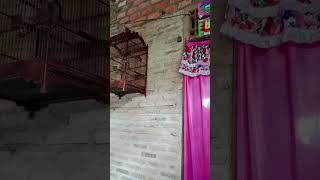 Download Lagu trucukan harga 30 jt MP3