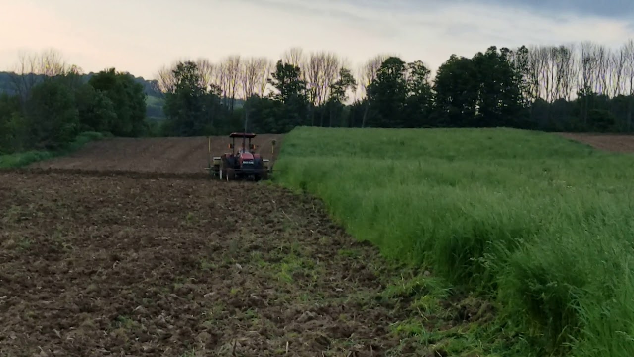 Planting corn in the mud YouTube