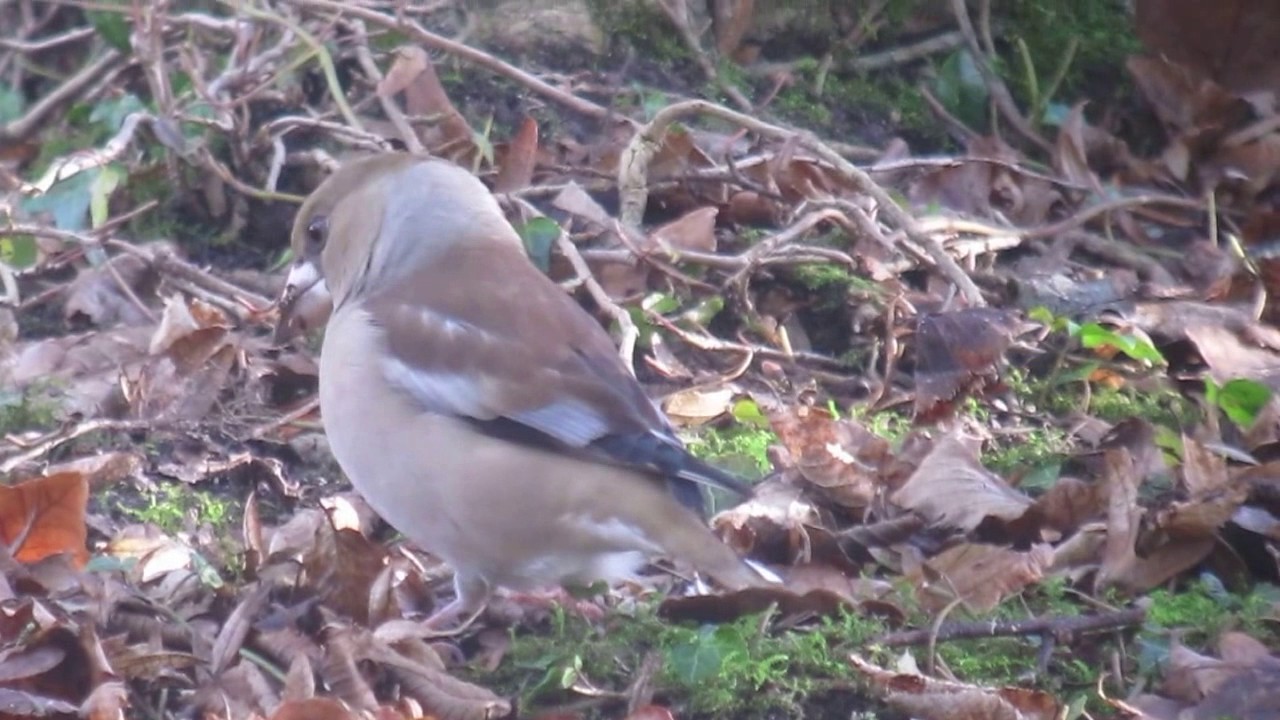 youtube editor apk Hawfinch (coccothraustes coccothraustes)