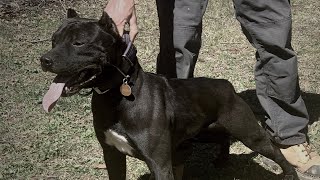 PART 2 - DAKOTA ROSE - ELEVATED KENNELS - AMERICAN PITBULL TERRIER BREEDER