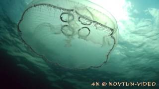 © Фауна Черного моря  Медуза аурелия Aurelia aurita   05 ⁄⁄ The fauna of the Black Sea