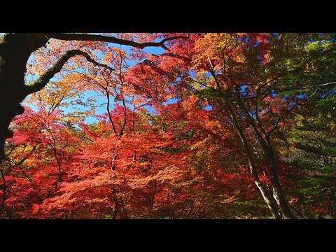 紅葉が真っ盛り 軽井沢の雲場池・4K