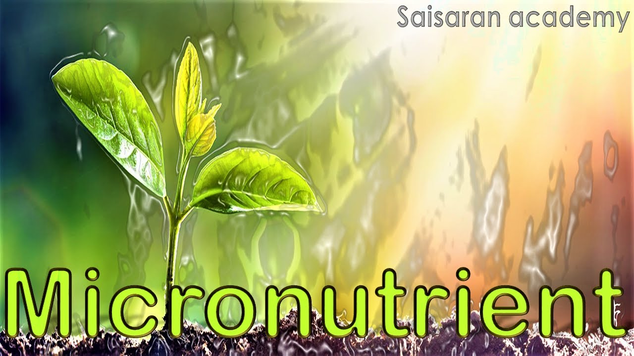 MICRONUTRIENT | PHYSIOLOGY | SAISARAN ACADEMY | TRB | BOTANY | TAMIL | CLASS 11 | NEET | STATEBOARD