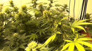 Flower Room Updates and Serious 6 ready for Harvest 12262013