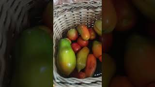 Famous country cookin with Casey My husband just picked this from our garden ❤️🙏// Profile