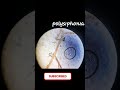 Polysiphonia – A Beautiful Red Alga | ट्राइफेसिक जीवन चक्र की कहानी | BioCrack with Ranjan #algae