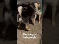 Shepskys singing their fav song #germanshepherd #husky #puppies #dog #howling