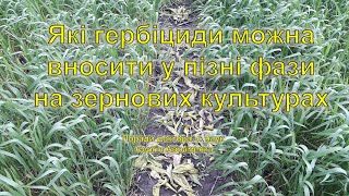 Які гербіциди можна вносити у пізні фази на зернових культурах